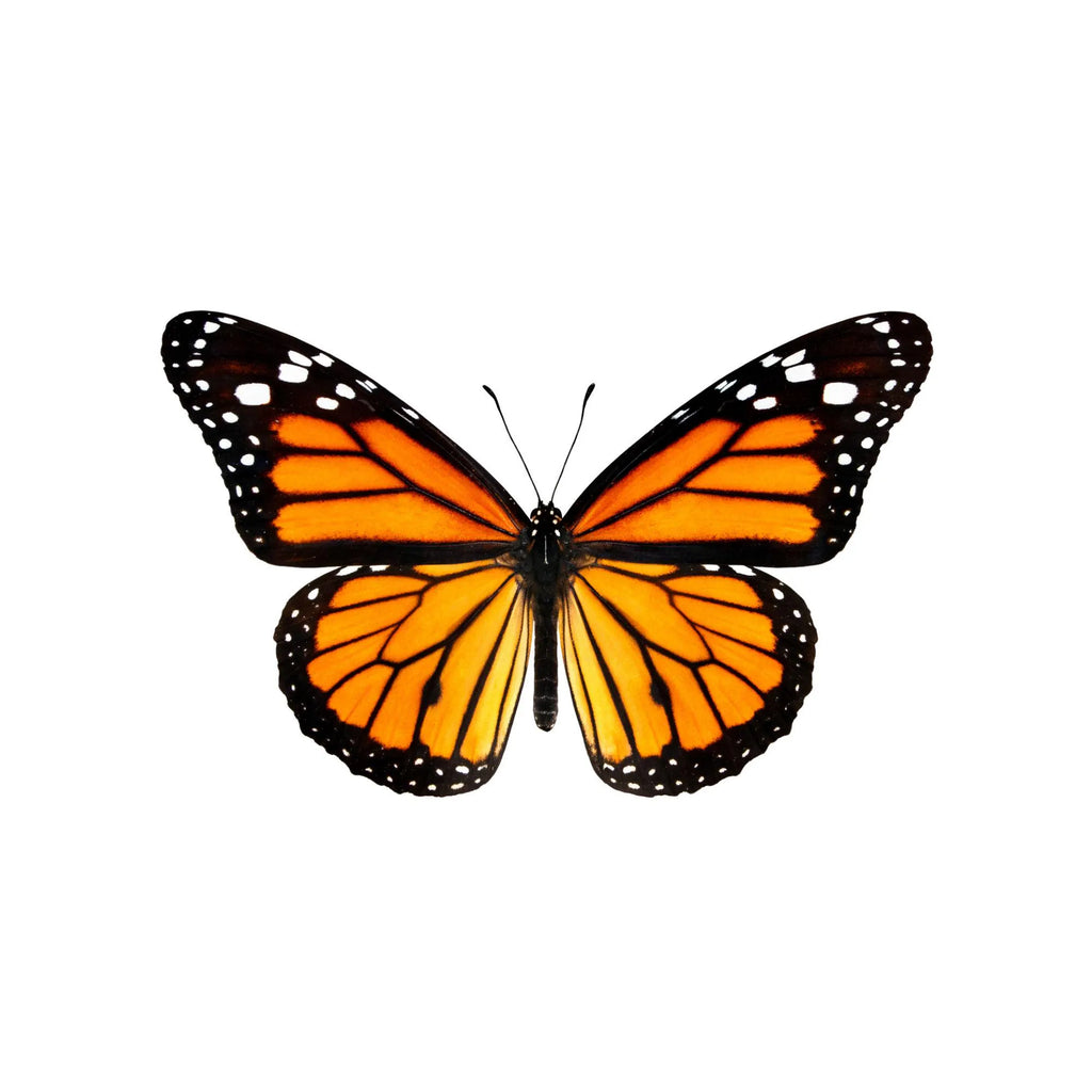 Framed Monarch Butterfly Specimen (Danaus plexippus)