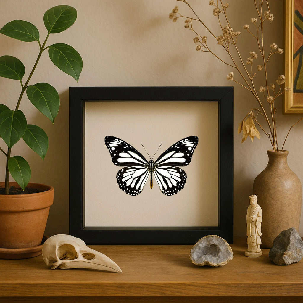 Framed White Monarch Butterfly Specimen (Danaus melanippus)