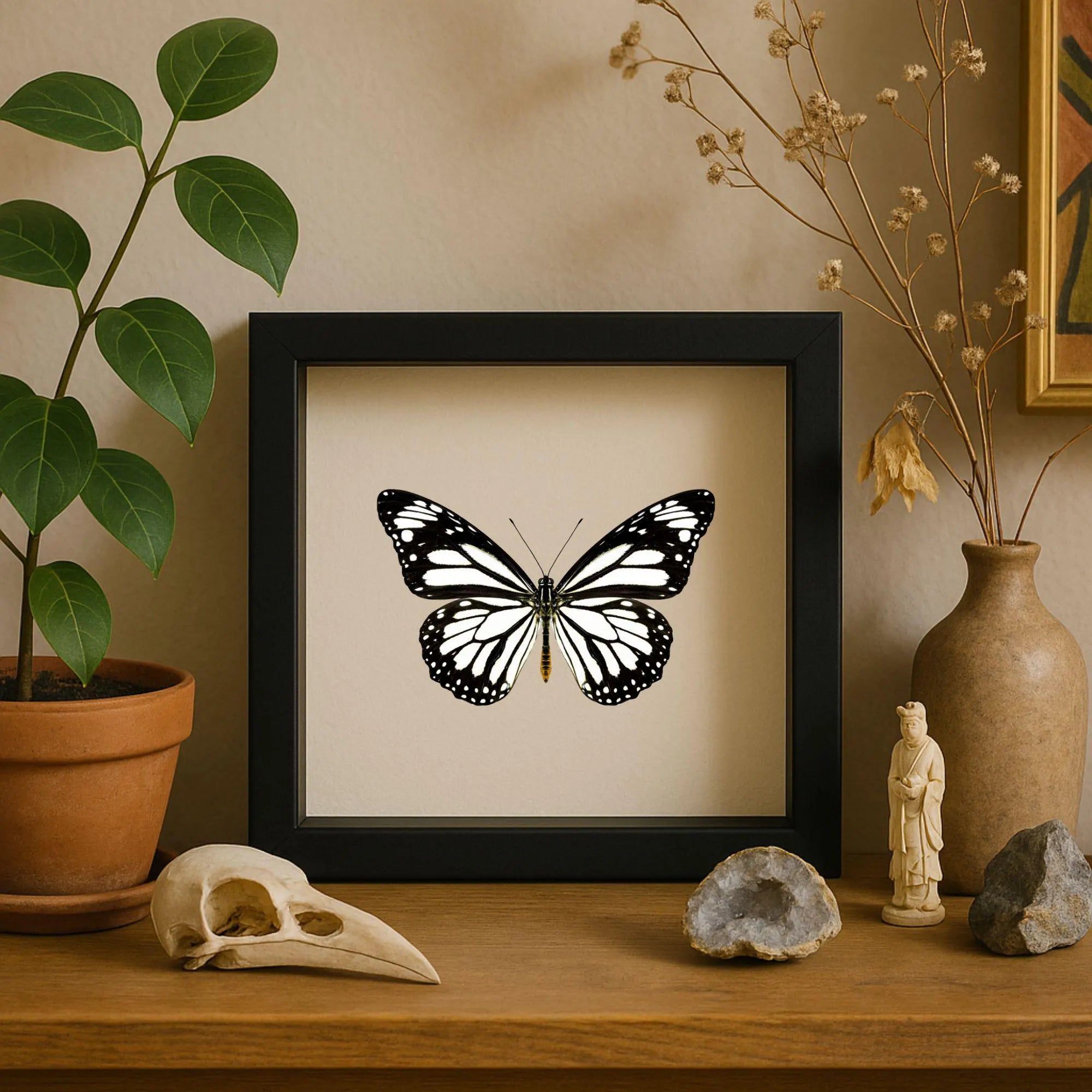 Framed White Monarch Butterfly Specimen (Danaus melanippus)