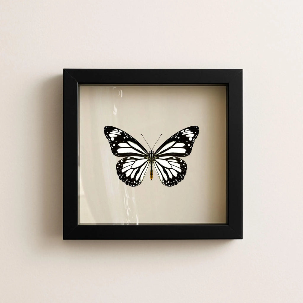 Framed White Monarch Butterfly Specimen (Danaus melanippus)