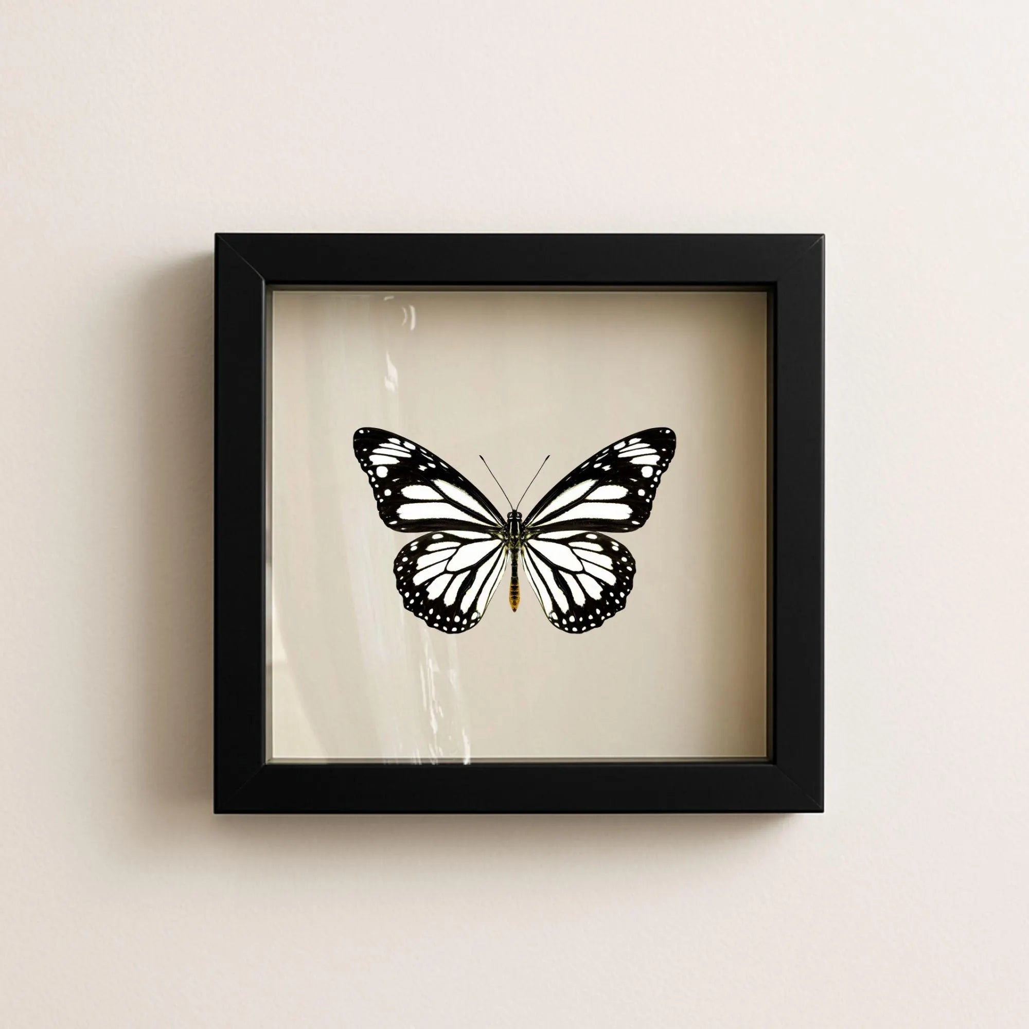 Framed White Monarch Butterfly Specimen (Danaus melanippus)