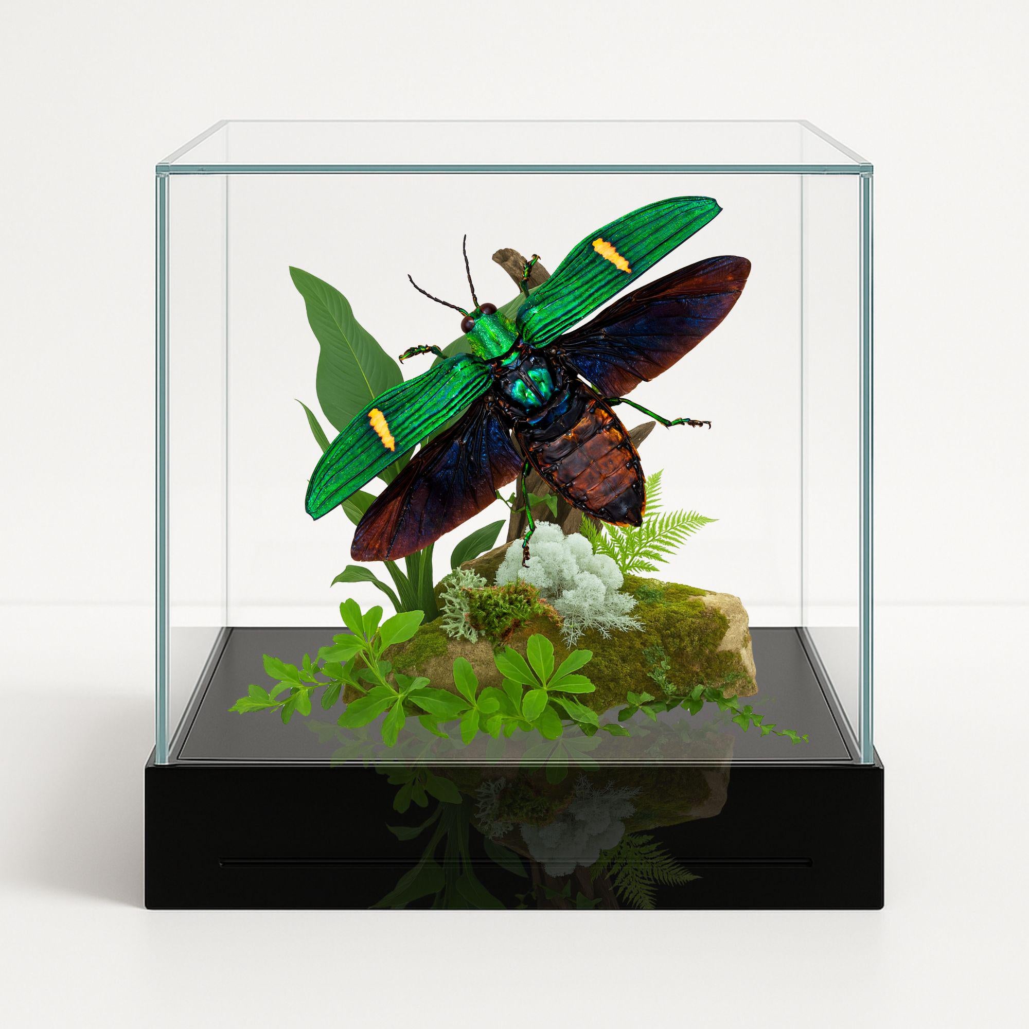 Cataxantha opulenta Jewel Beetle Diorama – Tropical Natural History Display 6x6x6 Cube