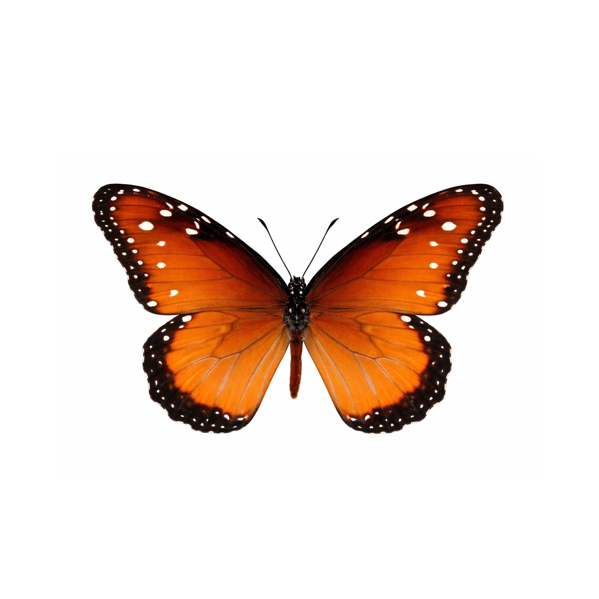 Danaus gilippus Butterfly Diorama – 6×6×6 Acrylic Display
