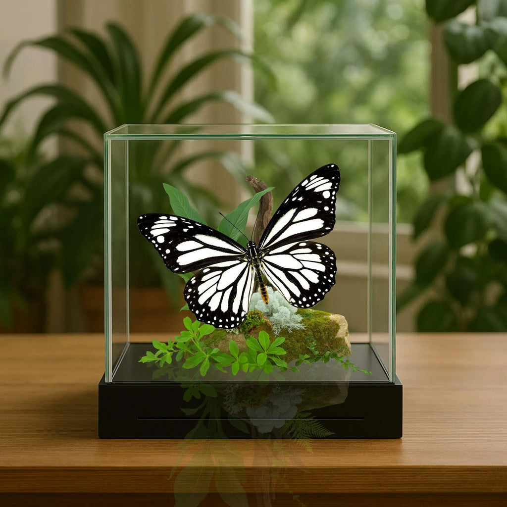 Danaus melanippus Butterfly Diorama – 6×6×6 Acrylic Display