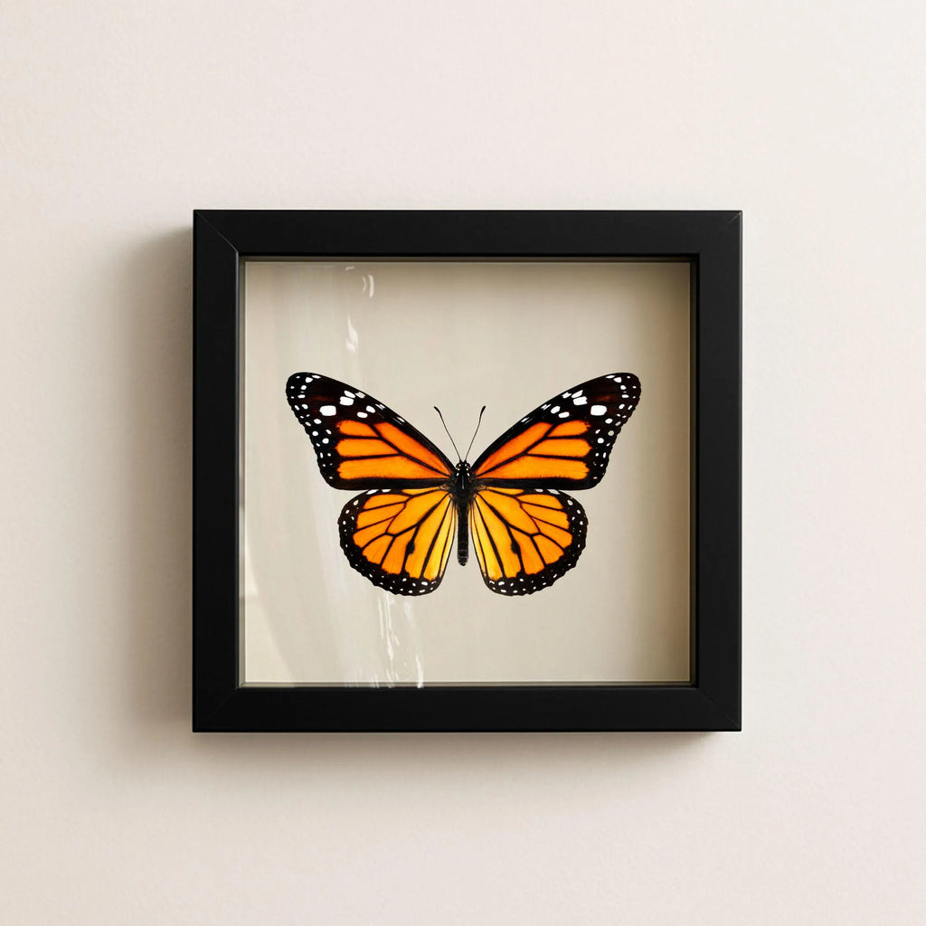 Framed Monarch Butterfly Specimen (Danaus plexippus)