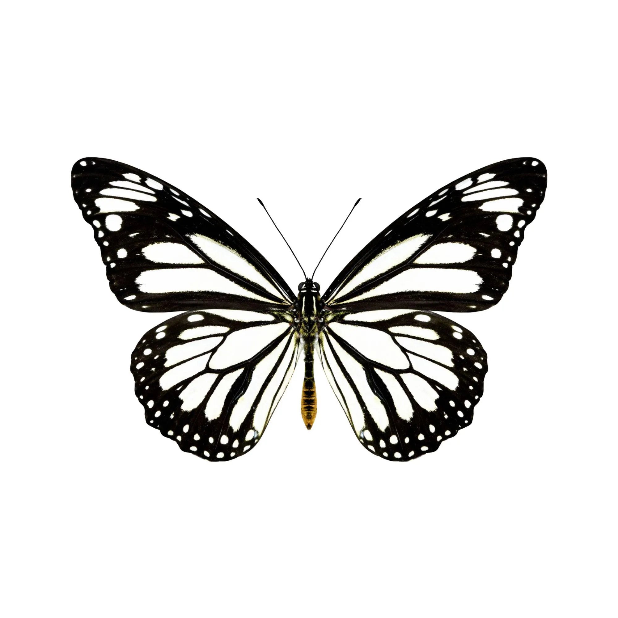 Framed White Monarch Butterfly Specimen (Danaus melanippus)