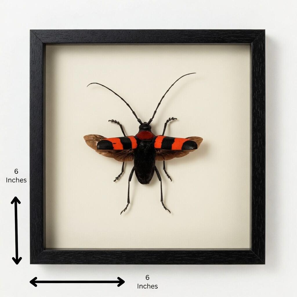 Framed Pavieia superba Longhorn Beetle Specimen