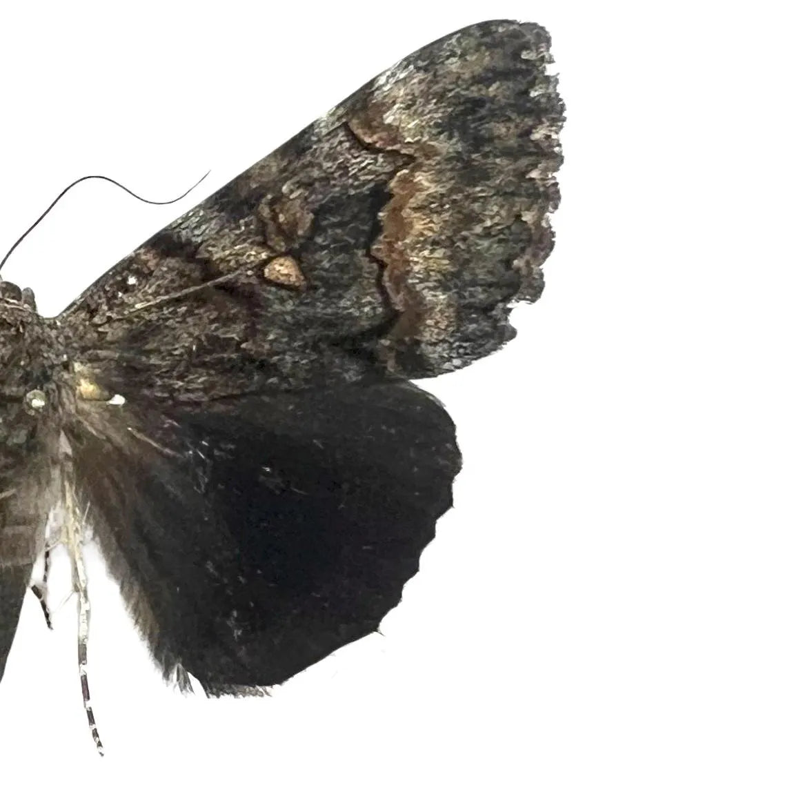 Erinnyis ello Pinned Specimen – Wings Spread SphCatocala epione Pinned Specimen – Wings Spread Underwing Mothinx Moth (Copy)