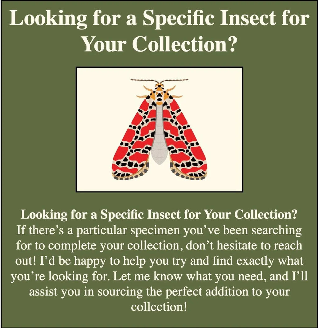 Catocala retecta Pinned Specimen – Wings Spread Retect Underwing Moth (Copy)