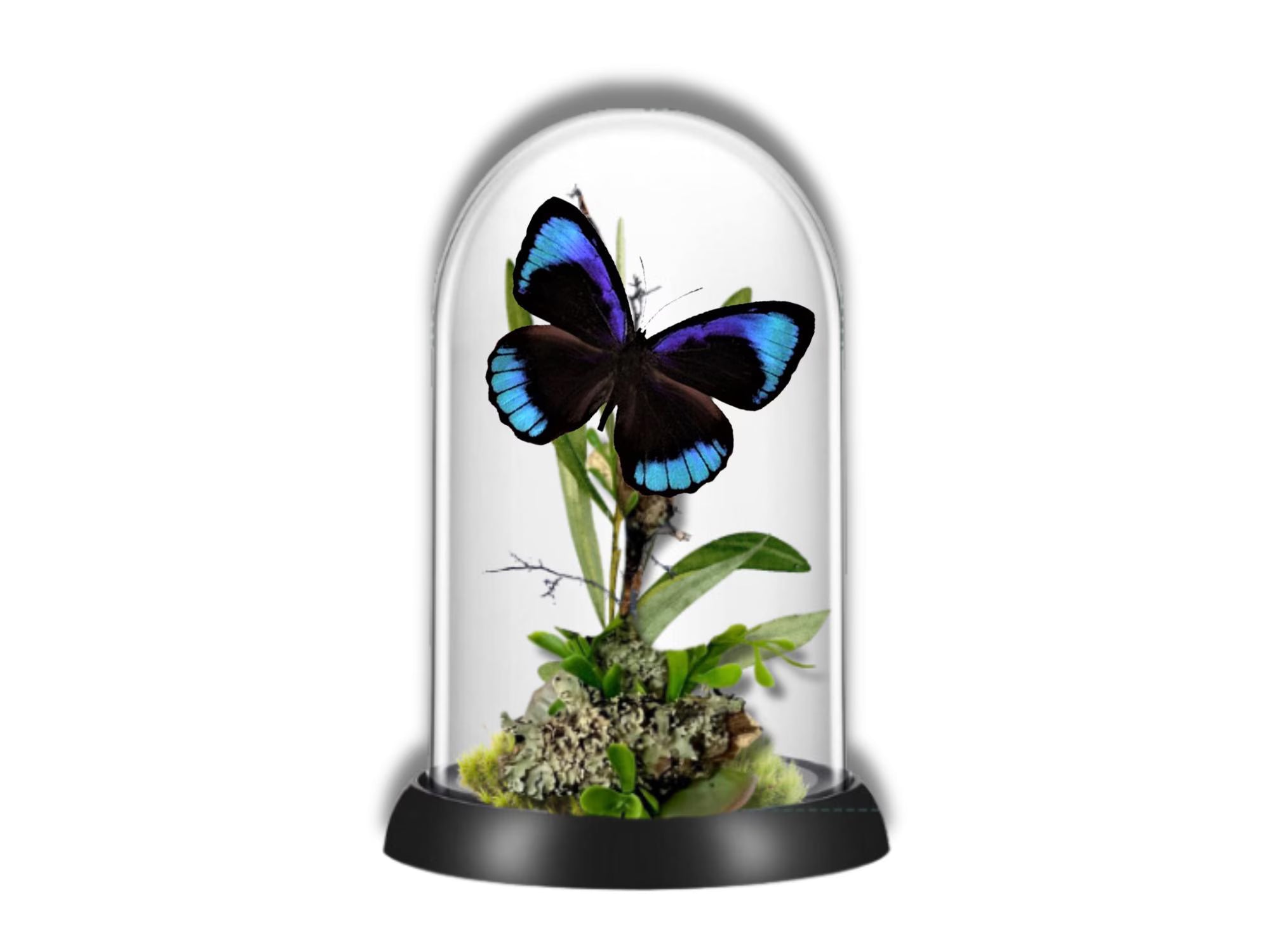 Eunica eurota Iridescent Eunica Butterfly Cloche Dome Diorama – Natural History Display 6x4 Acrylic