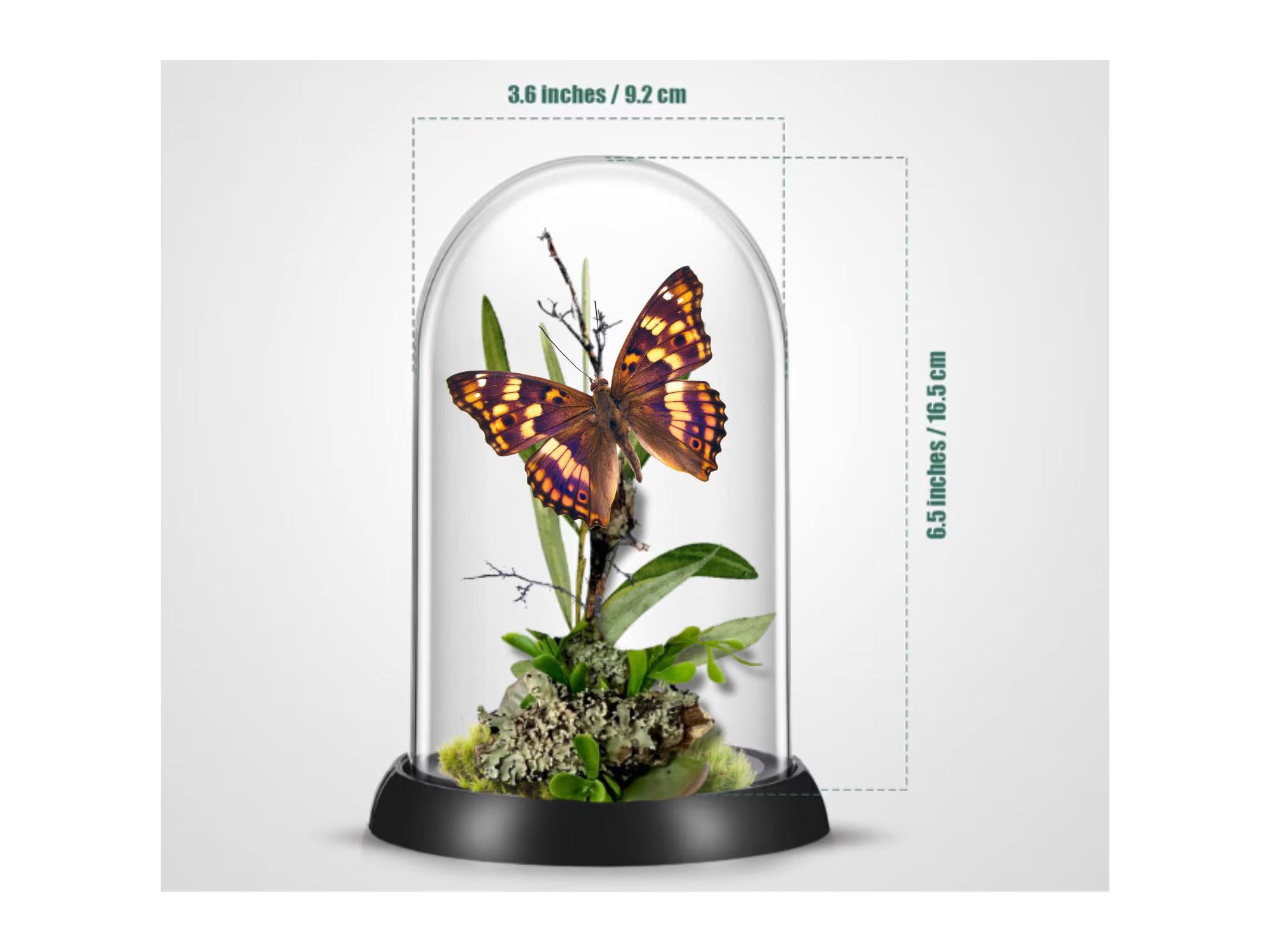 Apatura ilia Purple Emperor Butterfly Cloche Dome Diorama – Natural History Display 6x4 Acrylic