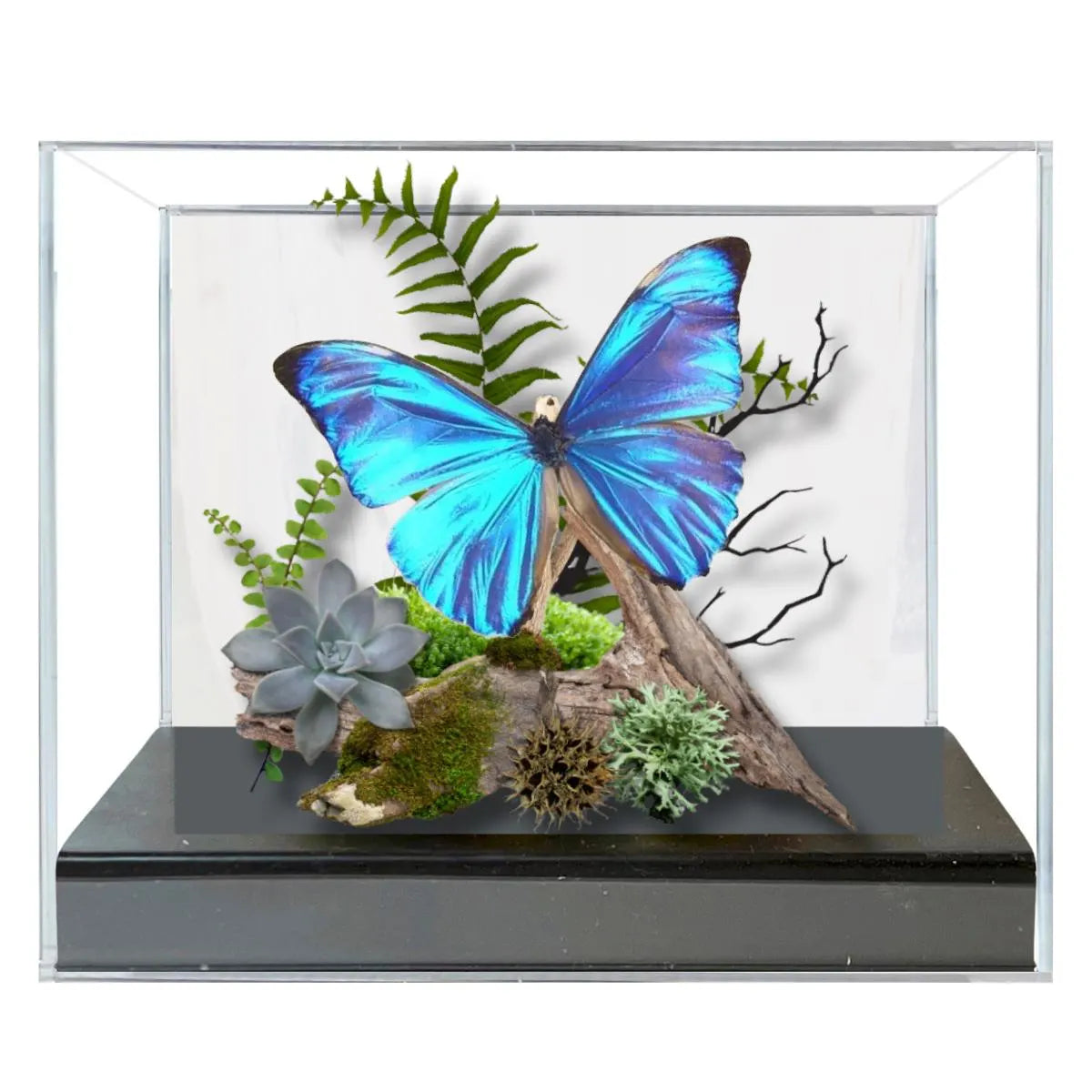 Morpho aurora Blue Morpho Butterfly Diorama – Natural History Display 6x8x6 Acrylic