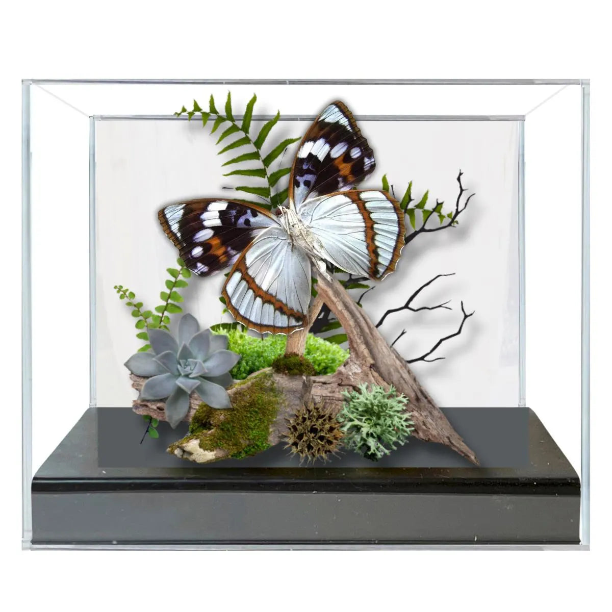 Mimathyma schrenckii Schrenck’s Emperor Butterfly Diorama – Natural History Display 6x8x6 Acrylic