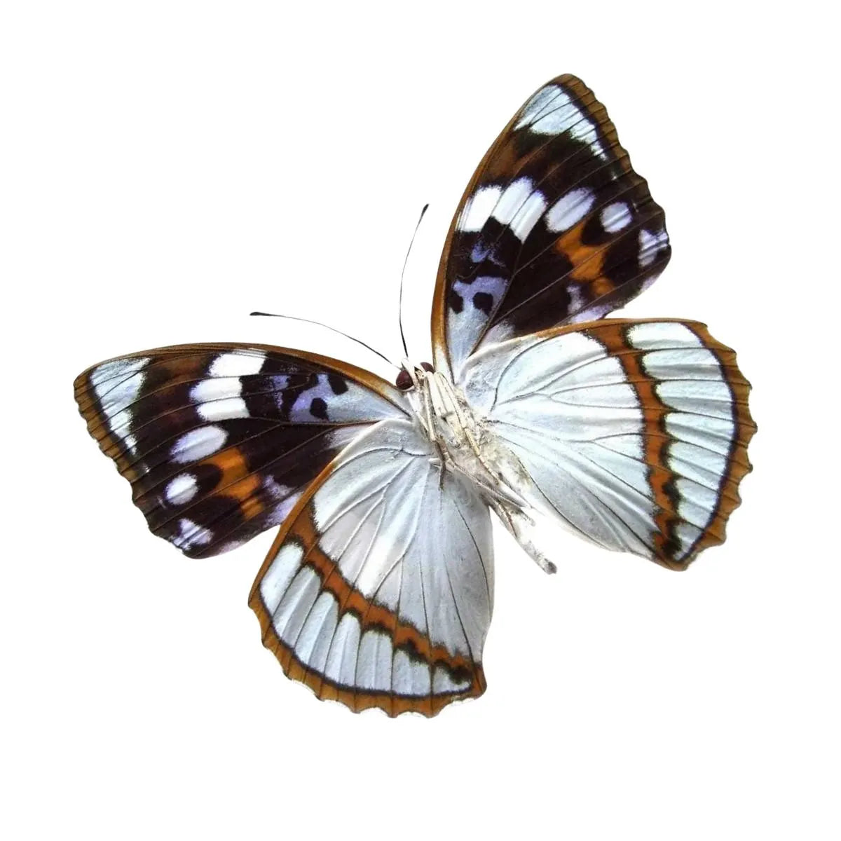 Mimathyma schrenckii Schrenck’s Emperor Butterfly Diorama – Natural History Display 6x8x6 Acrylic