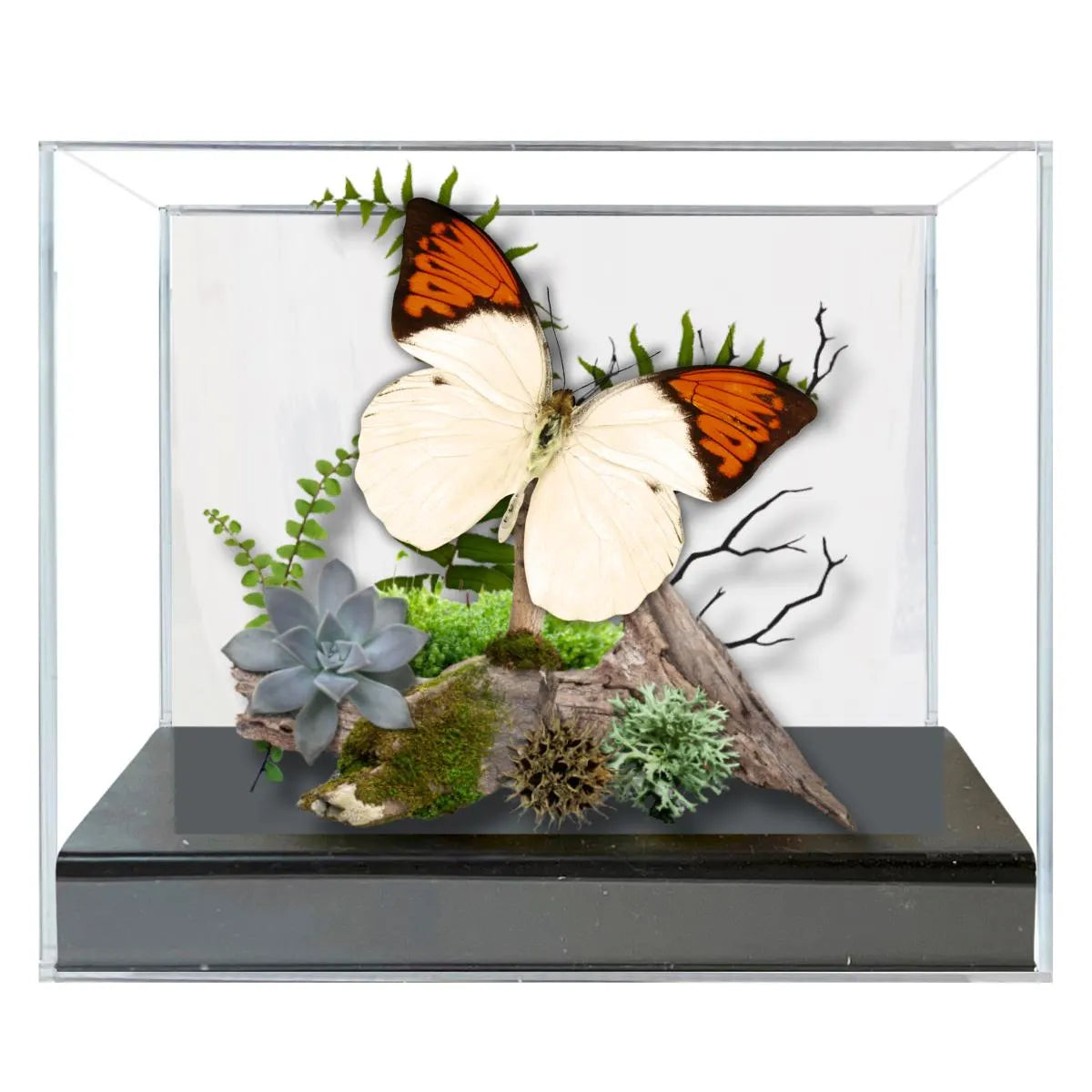 Hebomoia glaucippe Great Orange Tip Butterfly Diorama – Natural History Display 6x8x6 Acrylic