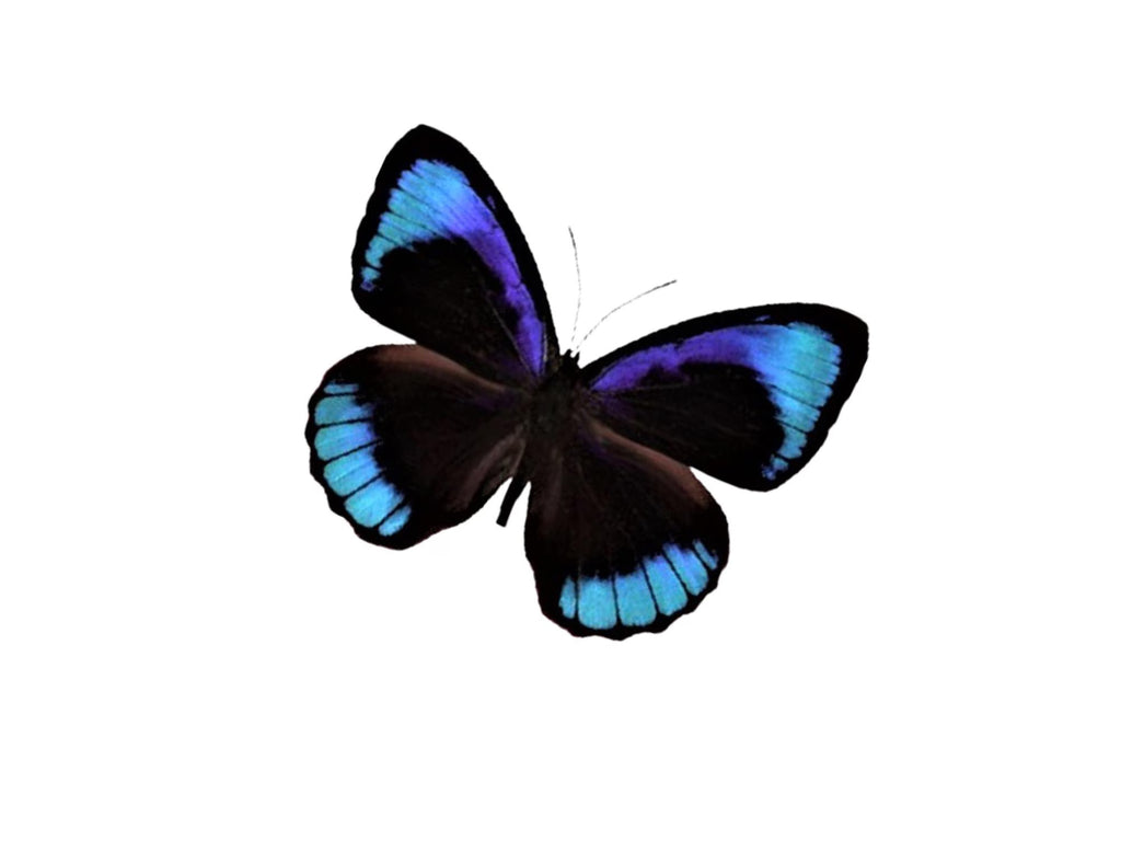 Eunica eurota Iridescent Eunica Butterfly Cloche Dome Diorama – Natural History Display 6x4 Acrylic