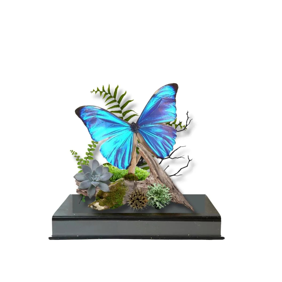 Morpho aurora Blue Morpho Butterfly Diorama – Natural History Display 6x8x6 Acrylic