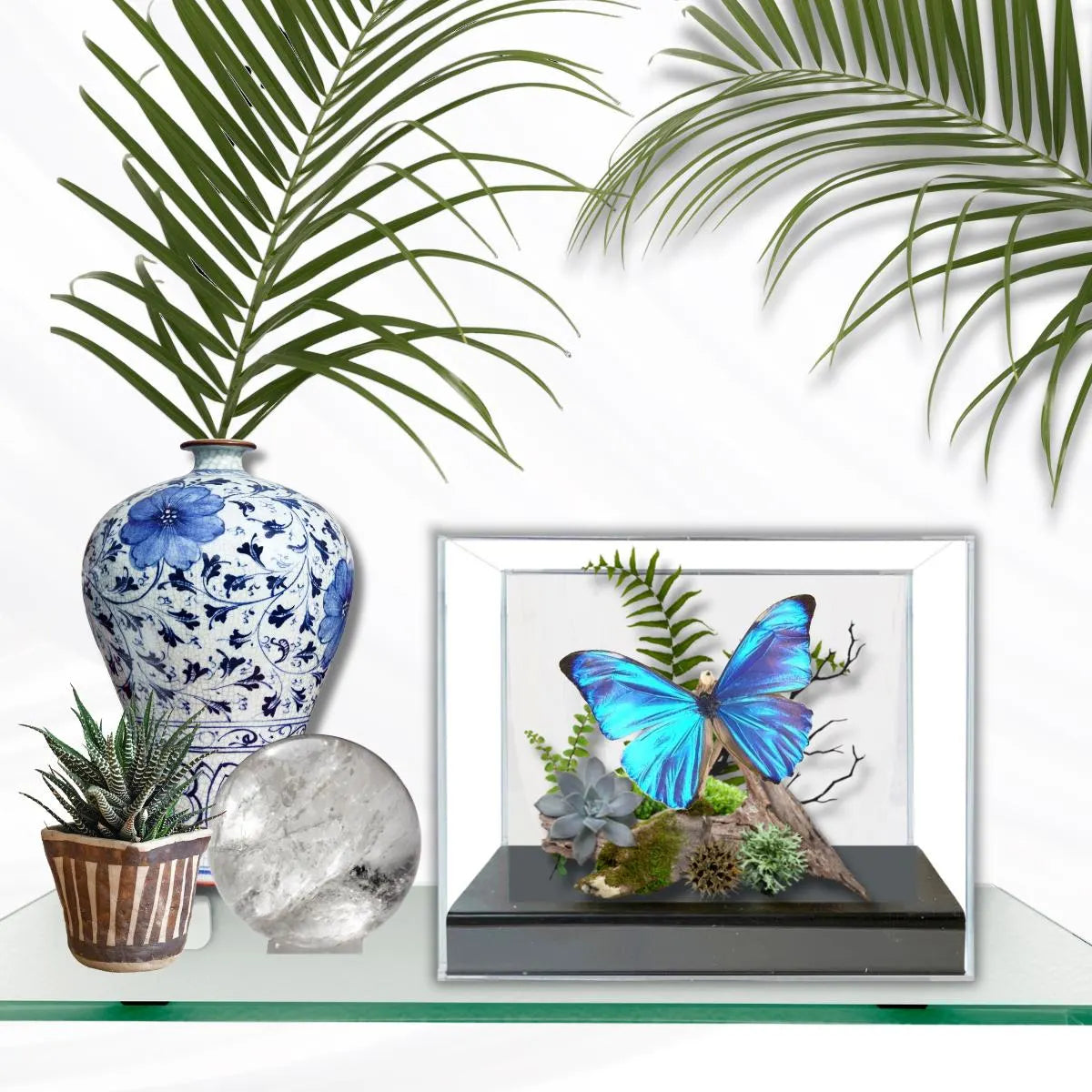 Morpho aurora Blue Morpho Butterfly Diorama – Natural History Display 6x8x6 Acrylic