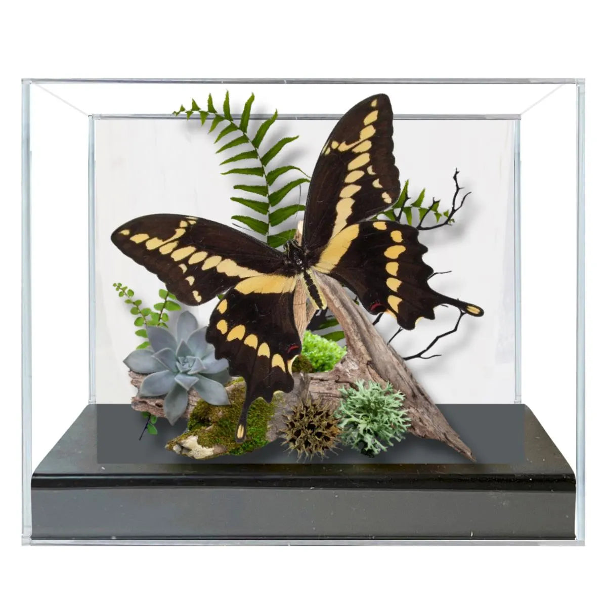Papilio cresphontes Giant Swallowtail Butterfly Diorama – Natural History Display 6x8x6 Acrylic
