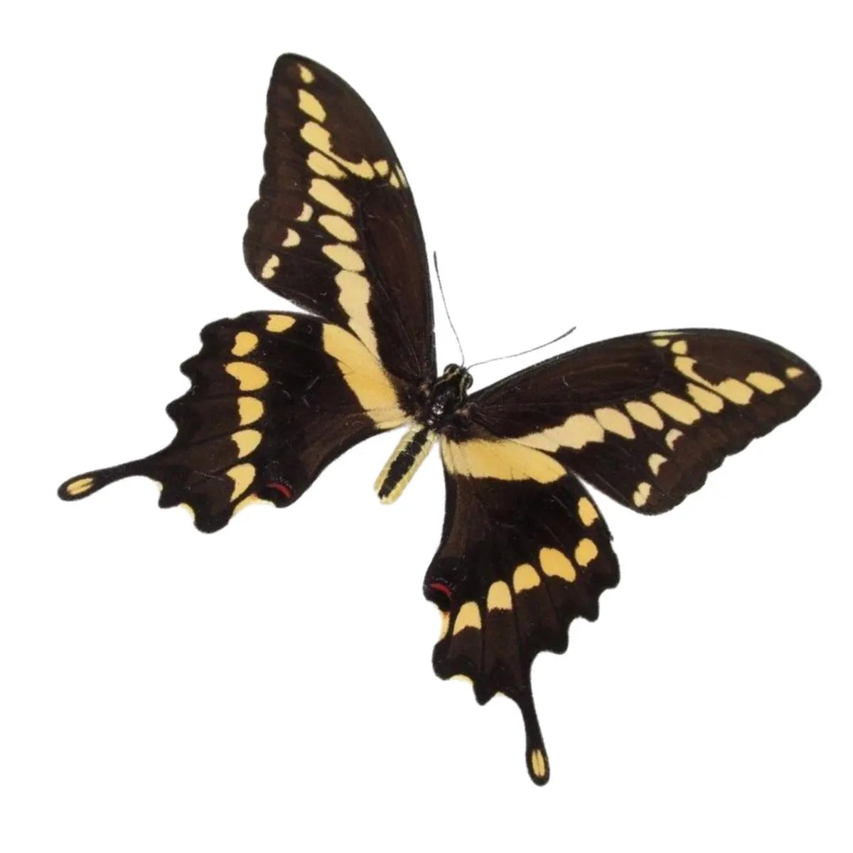Papilio cresphontes Giant Swallowtail Butterfly Diorama – Natural History Display 6x8x6 Acrylic