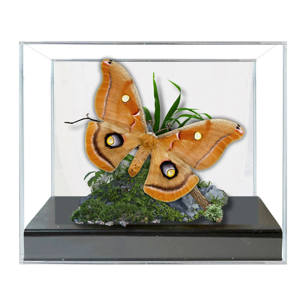 Antheraea polyphemus Polyphemus Moth Diorama – Natural History Display 6x8x6 Acrylic
