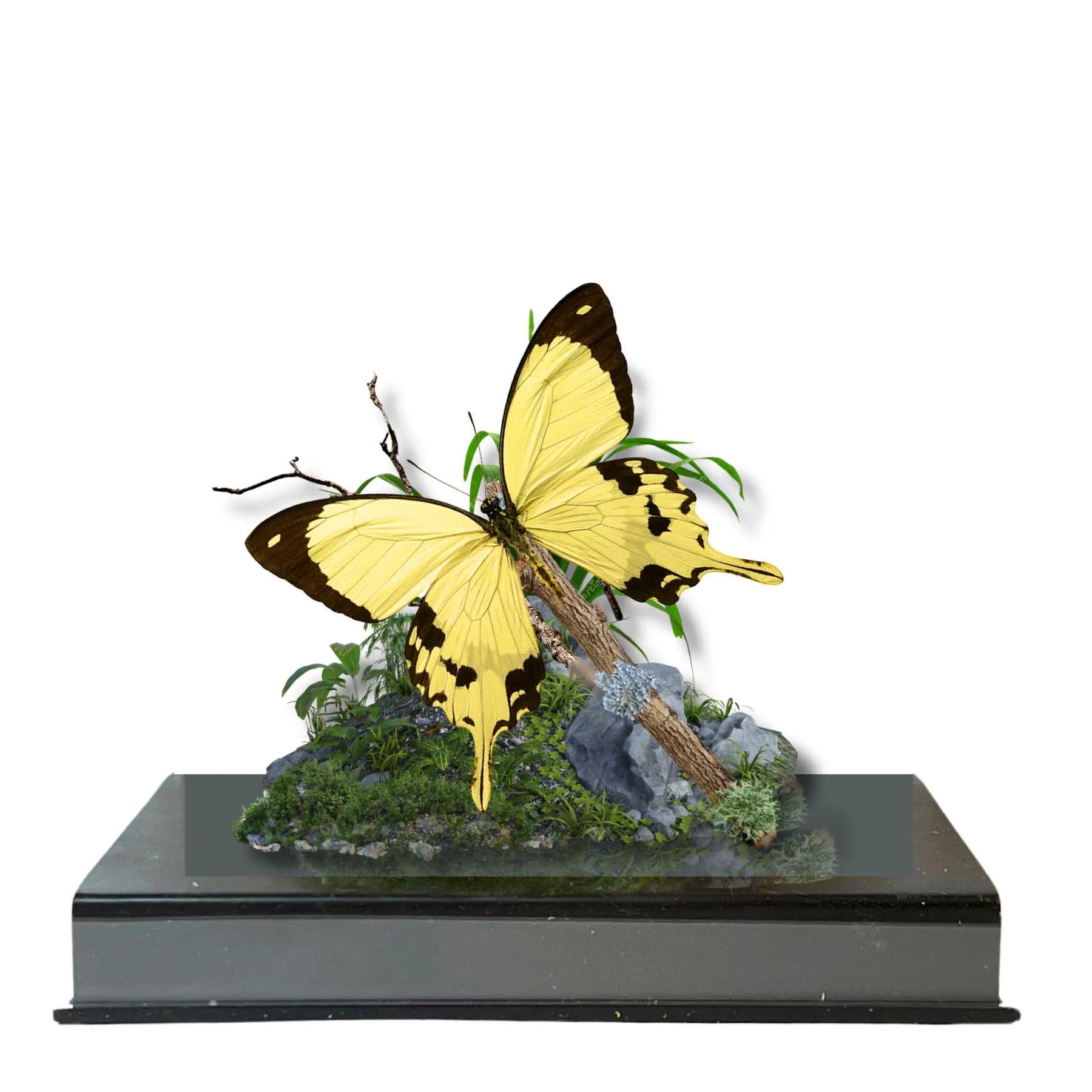Papilio dardanus African Swallowtail Butterfly Diorama – Natural History Display 6x8x6 Acrylic