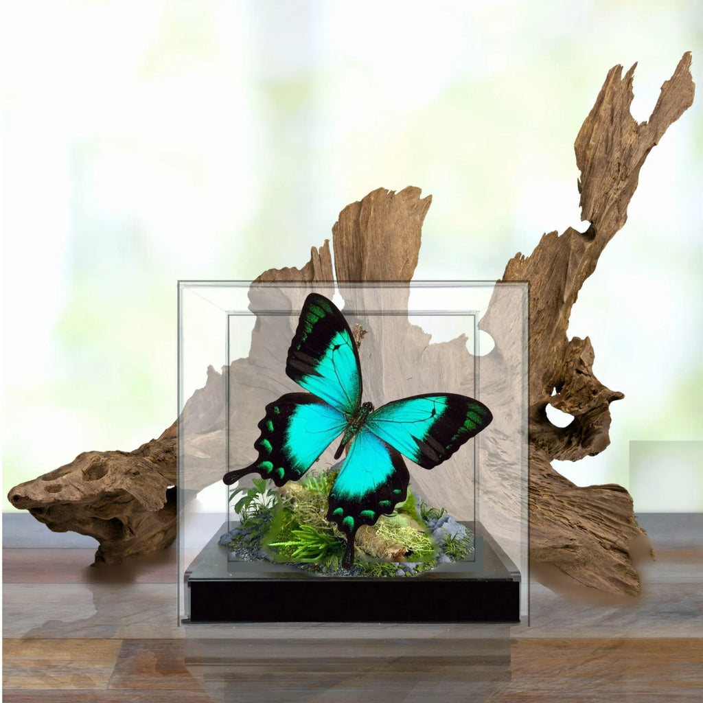 Papilio lorquinianus Butterfly Diorama – 6×6×6 Acrylic Display