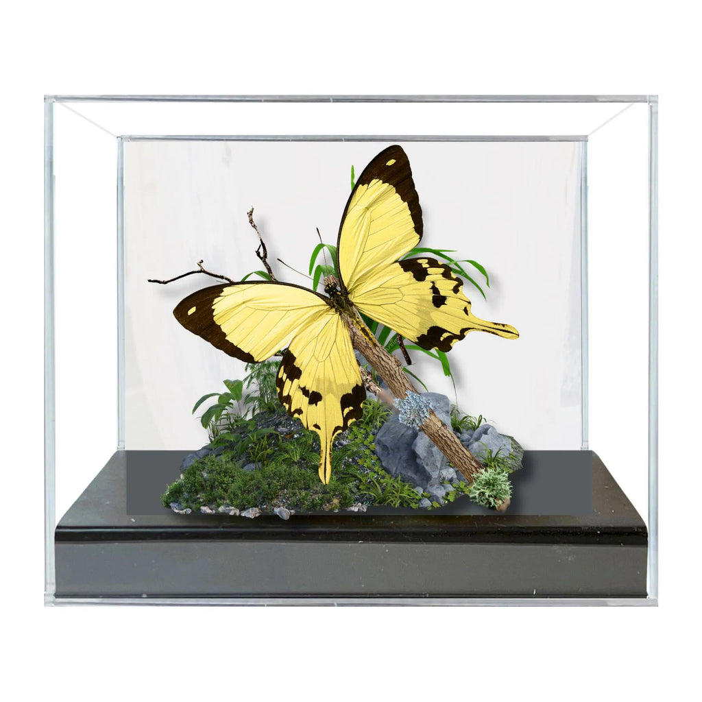 Papilio dardanus African Swallowtail Butterfly Diorama – Natural History Display 6x8x6 Acrylic
