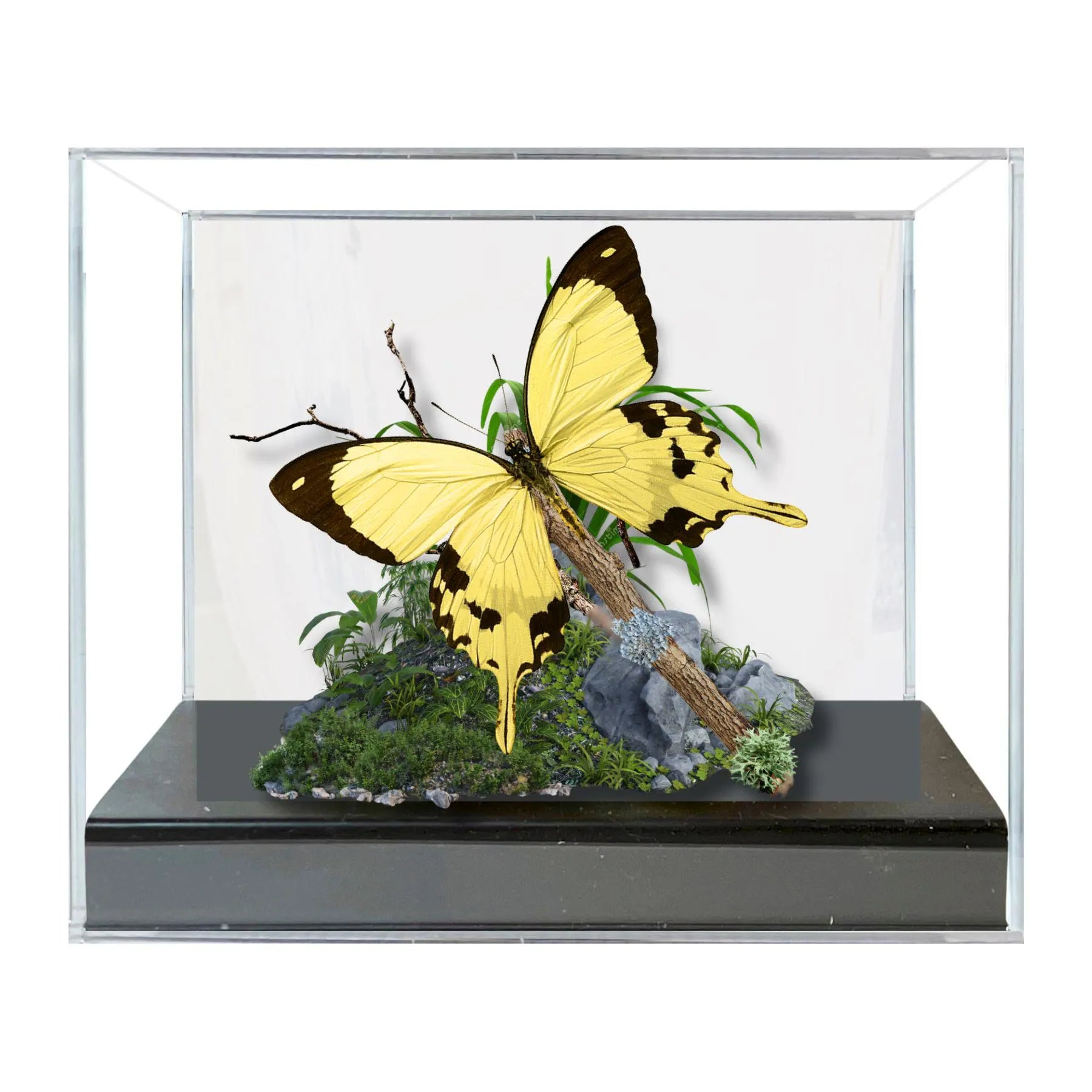 Papilio dardanus African Swallowtail Butterfly Diorama – Natural History Display 6x8x6 Acrylic