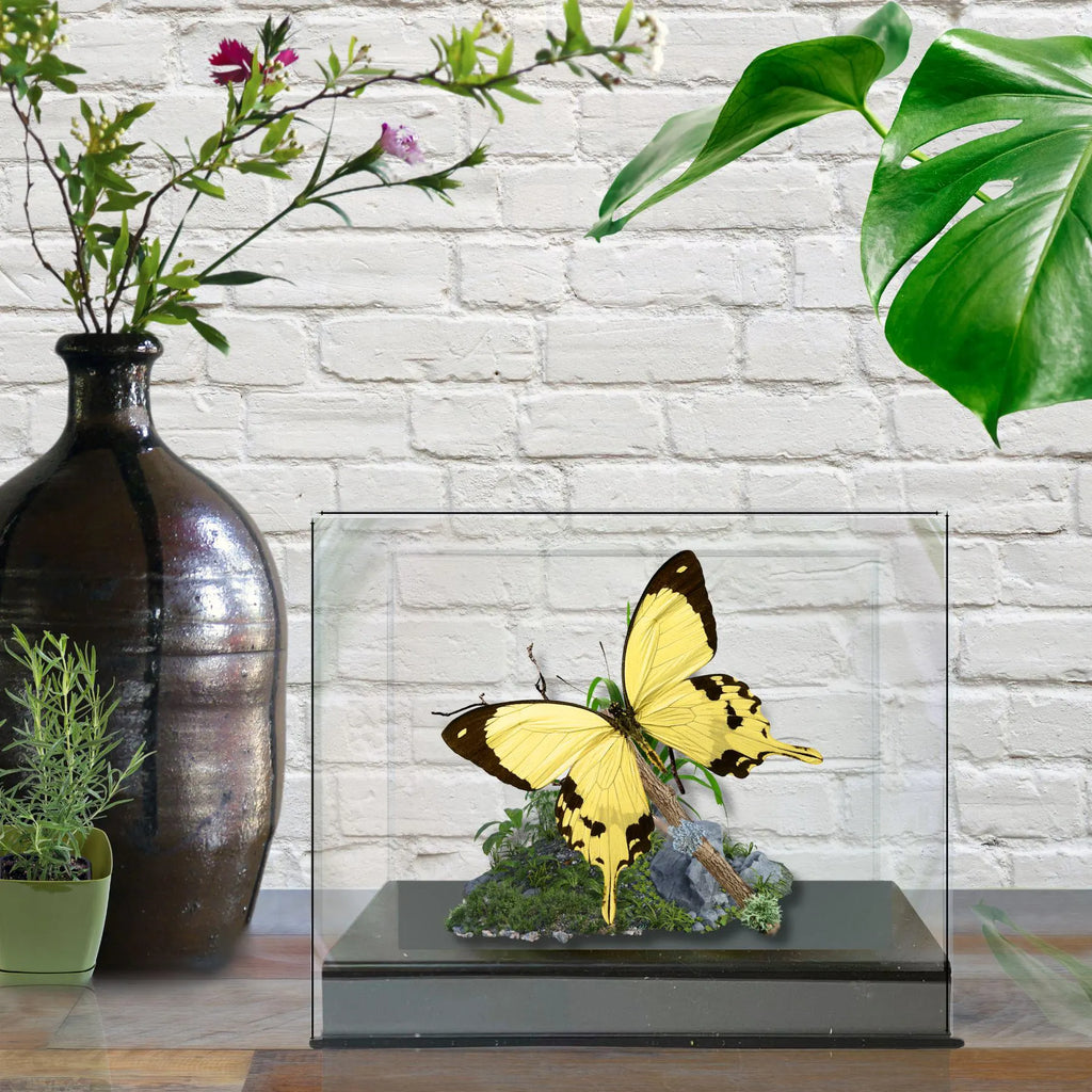 Papilio dardanus African Swallowtail Butterfly Diorama – Natural History Display 6x8x6 Acrylic