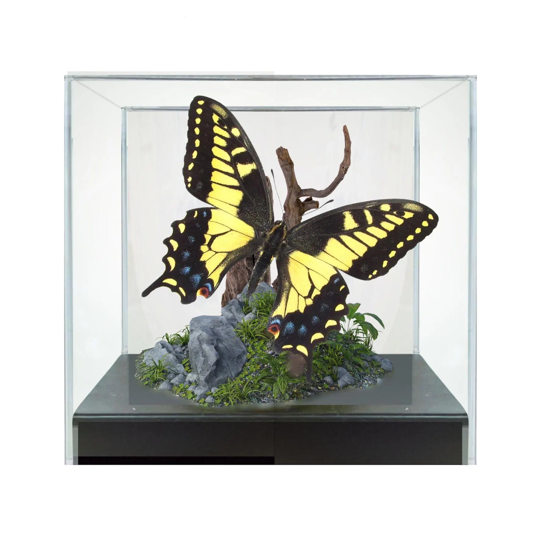 Papilio zelicaon Butterfly Diorama – 6×6×6 Acrylic Display