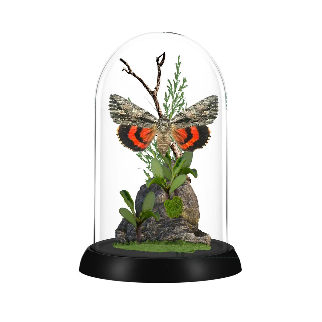 Catocala ilia Ilia Underwing Moth Cloche Dome Diorama – Natural History Display 6x4 Acrylic