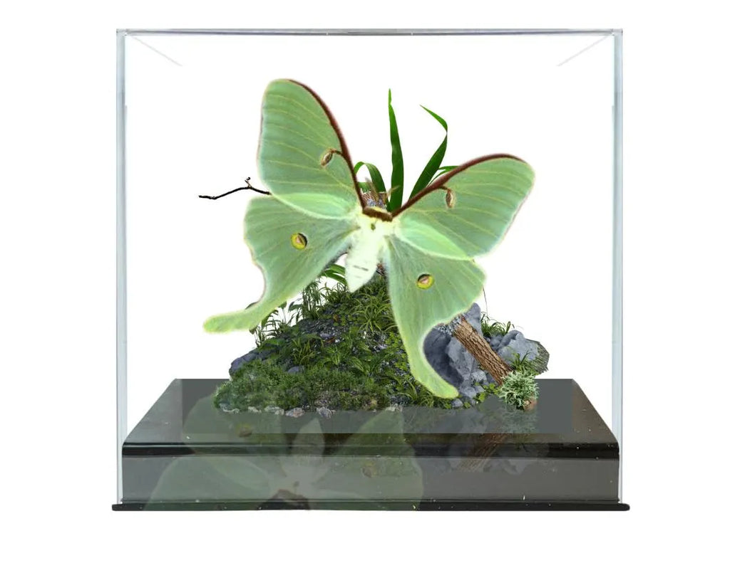 Actias luna Luna Moth Diorama – Natural History Display 6x8x6 Acrylic