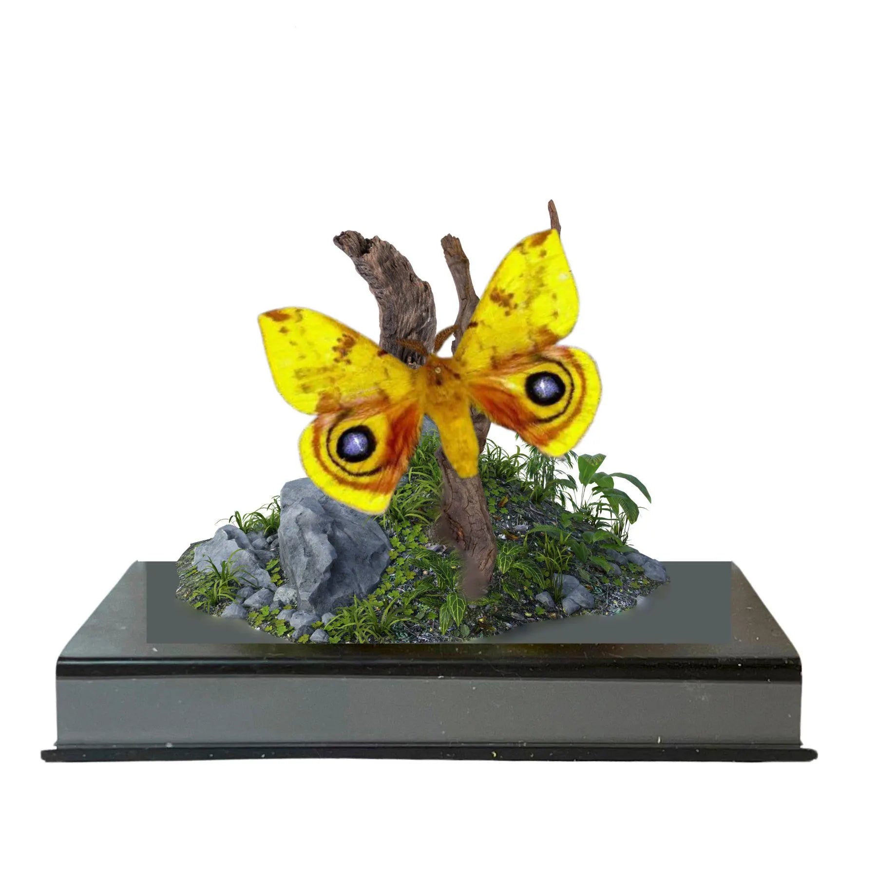 Automeris io Moth Diorama – 6×6×6 Acrylic Display (Male)