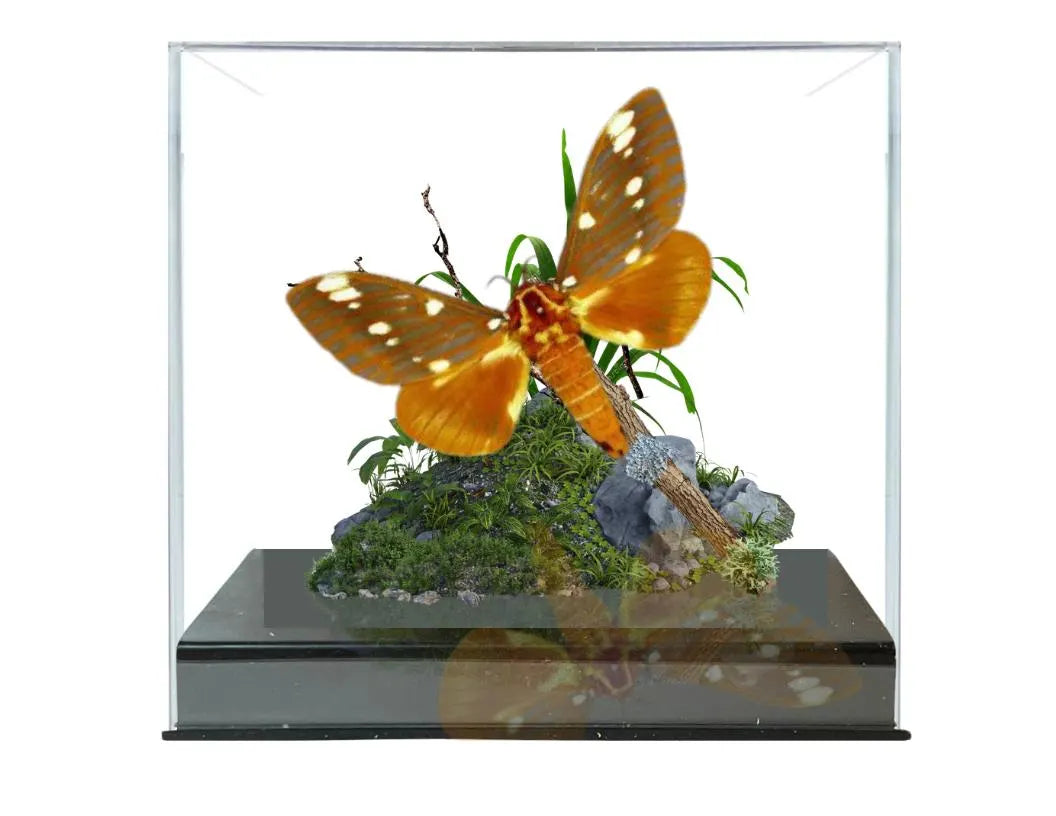 Citheronia regalis Royal Walnut Moth Diorama – Natural History Display 6x8x6 Acrylic