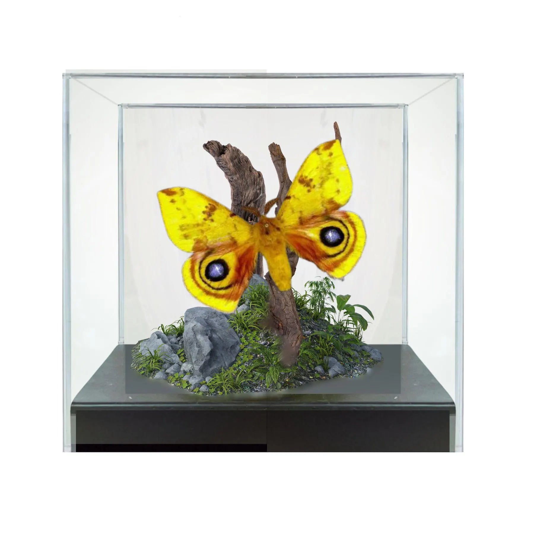 Automeris io Moth Diorama – 6×6×6 Acrylic Display (Male)