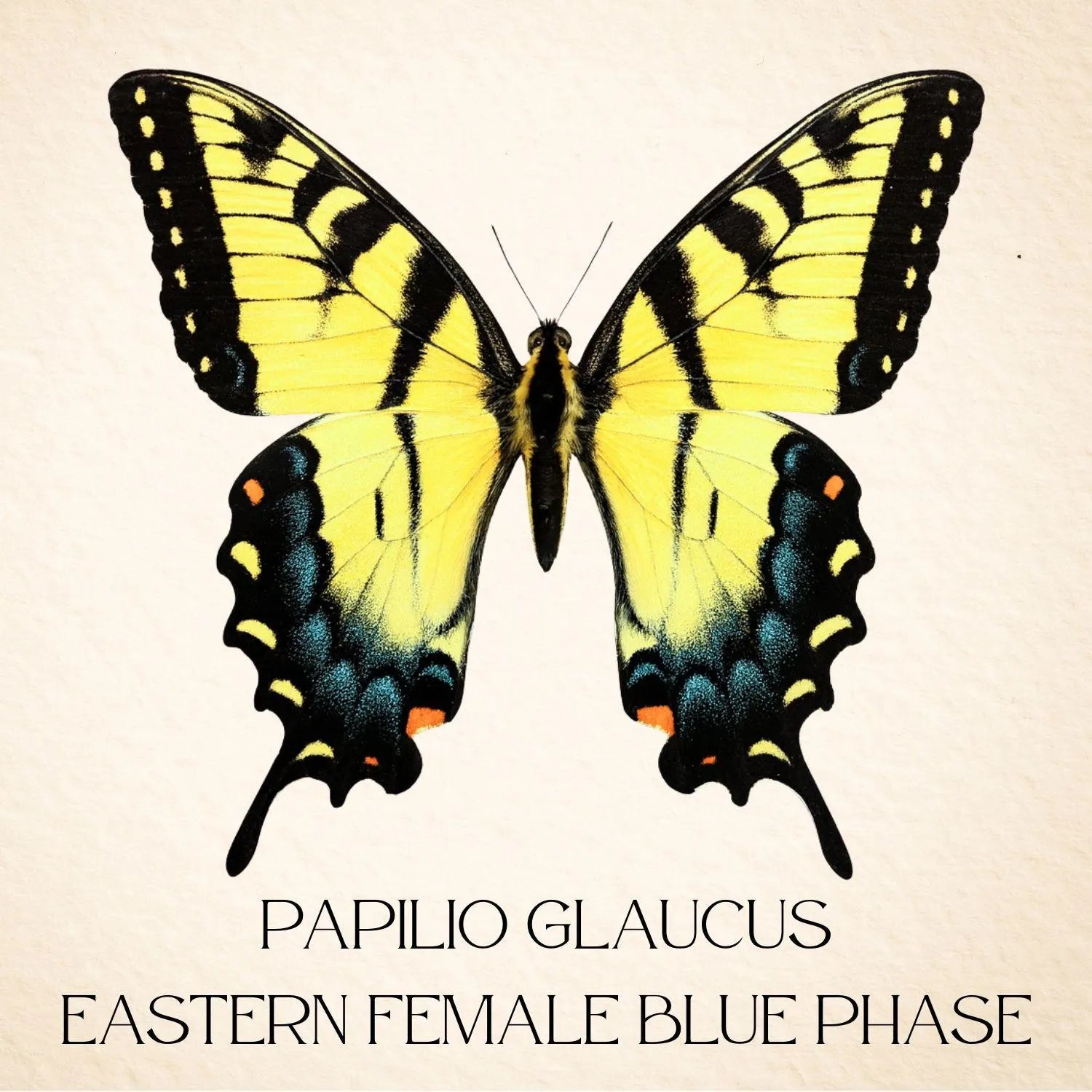 Papilio glaucus Eastern Tiger Swallowtail Butterfly Diorama – Natural History Display 6x8x6 Acrylic
