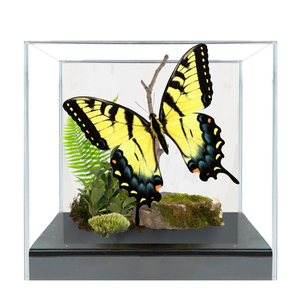 Papilio glaucus Eastern Tiger Swallowtail Butterfly Diorama – Natural History Display 6x8x6 Acrylic