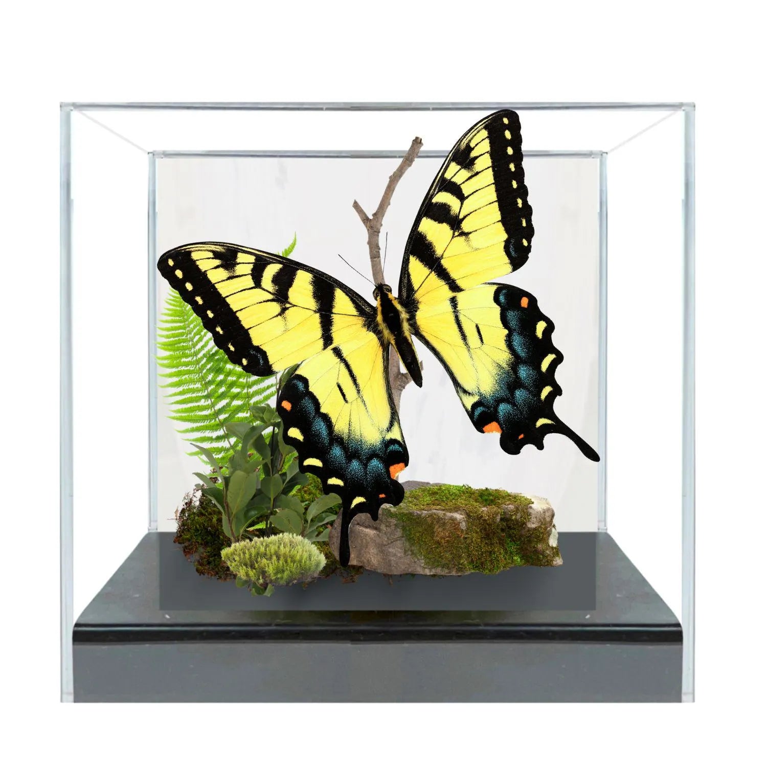 Papilio glaucus Eastern Tiger Swallowtail Butterfly Diorama – Natural History Display 6x8x6 Acrylic