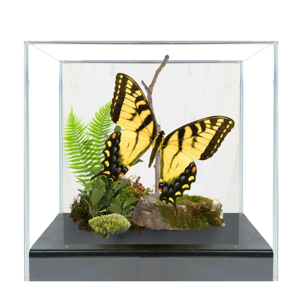 Papilio glaucus Male Eastern Tiger Swallowtail Butterfly Diorama – Natural History Display 6x8x6 Acrylic
