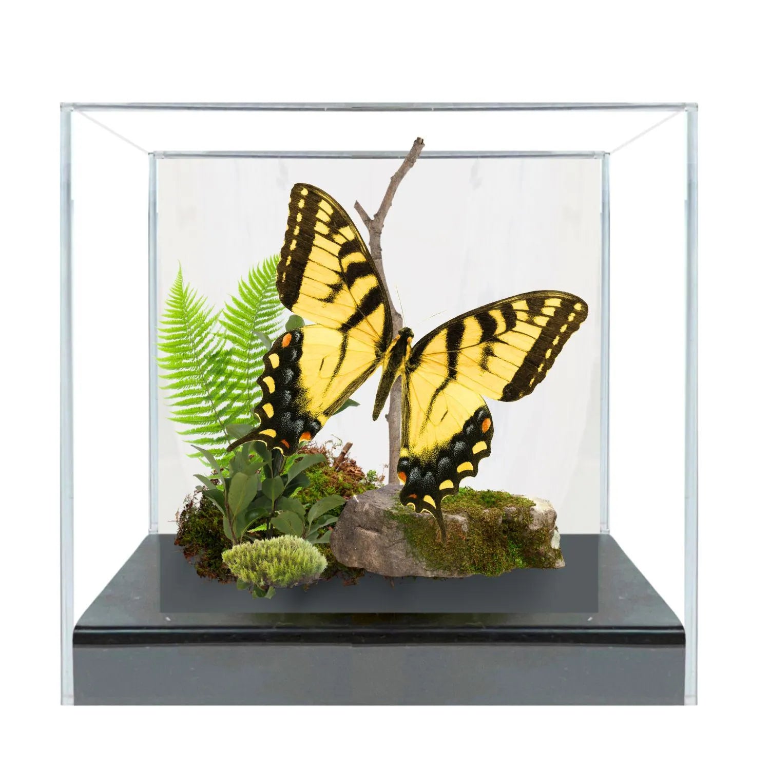 Papilio glaucus Male Eastern Tiger Swallowtail Butterfly Diorama – Natural History Display 6x8x6 Acrylic