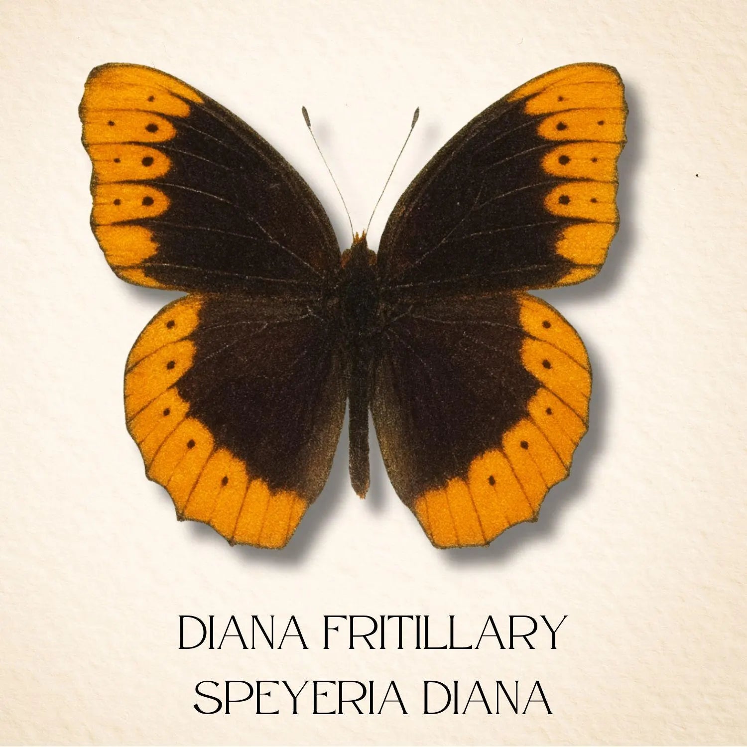 Speyeria diana Male Diana Fritillary Butterfly Diorama – Natural History Display 6x8x6 Acrylic
