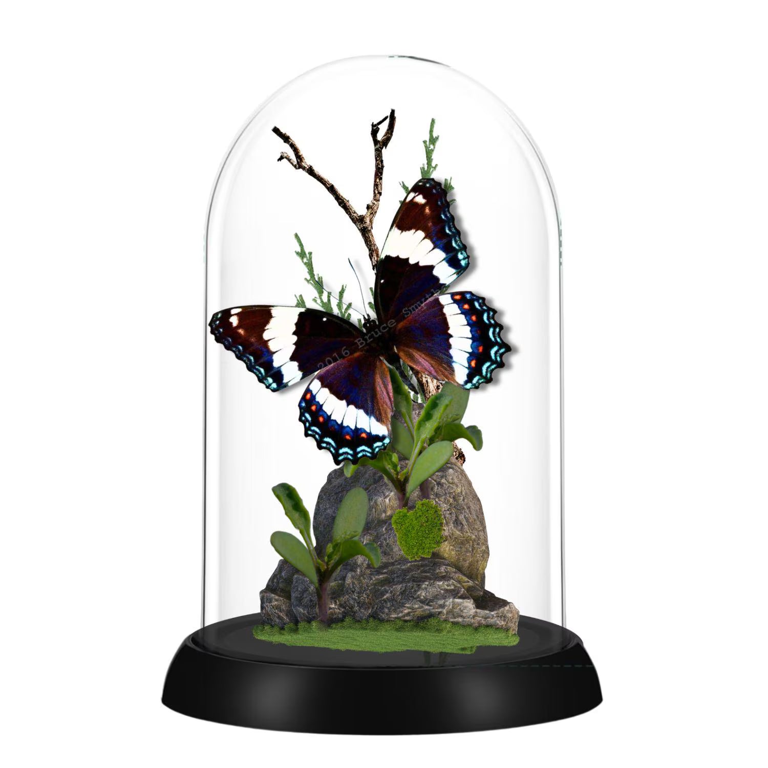 Limenitis arthemis White Admiral Butterfly Cloche Dome Diorama – Natural History Display 6x4 Acrylic
