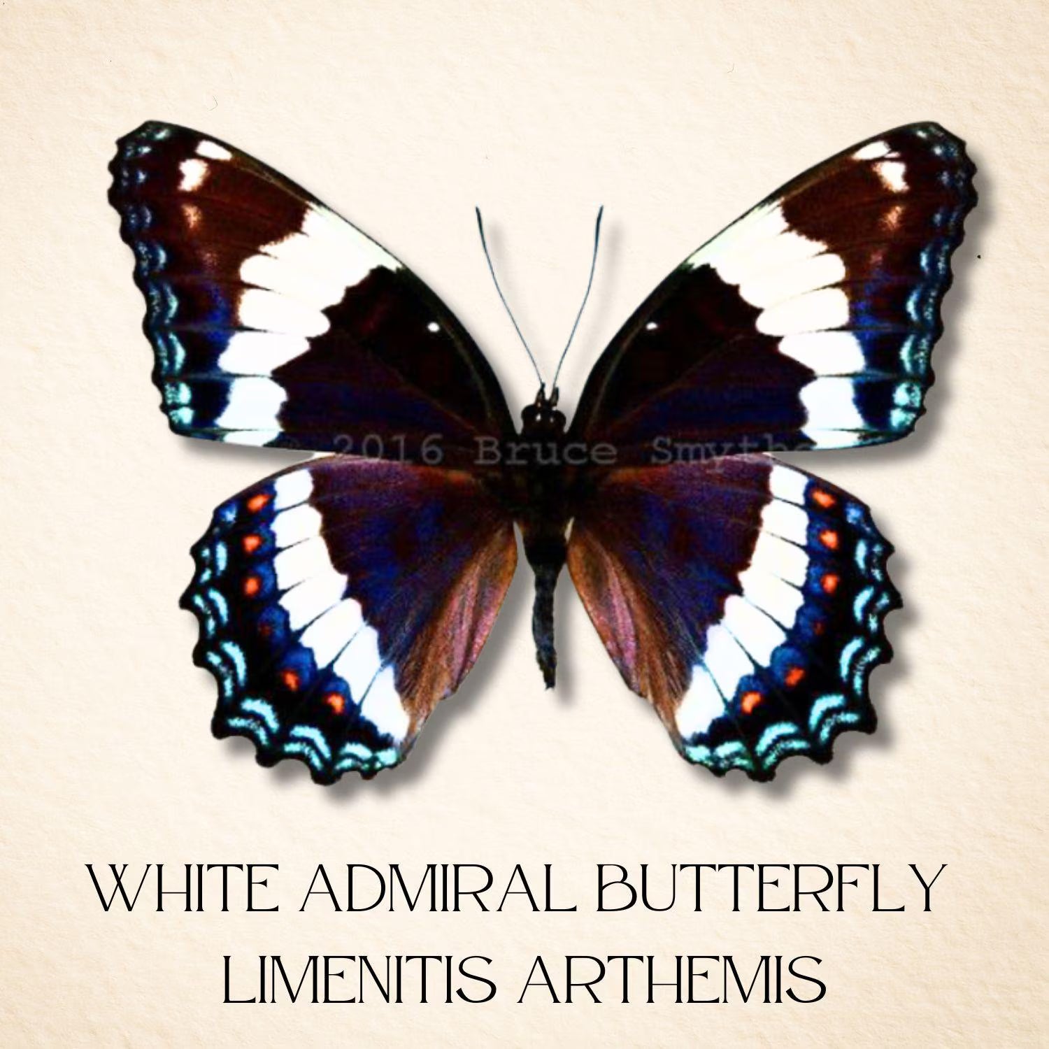 Limenitis arthemis White Admiral Butterfly Cloche Dome Diorama – Natural History Display 6x4 Acrylic
