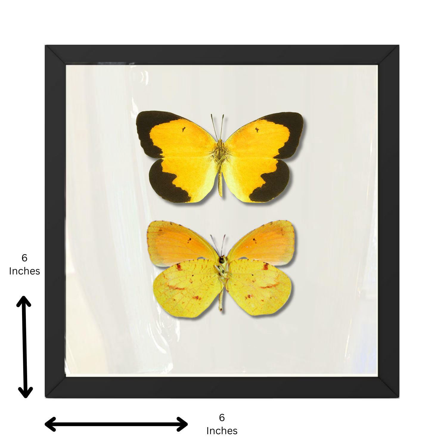 Framed Sleepy Orange Butterfly Pair – Recto & Verso (Abaeis nicippe)