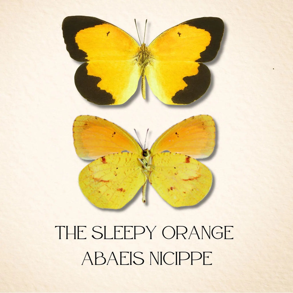 Abaeis nicippe Butterfly Diorama – Triple Specimen (6×6×6 Acrylic Display)