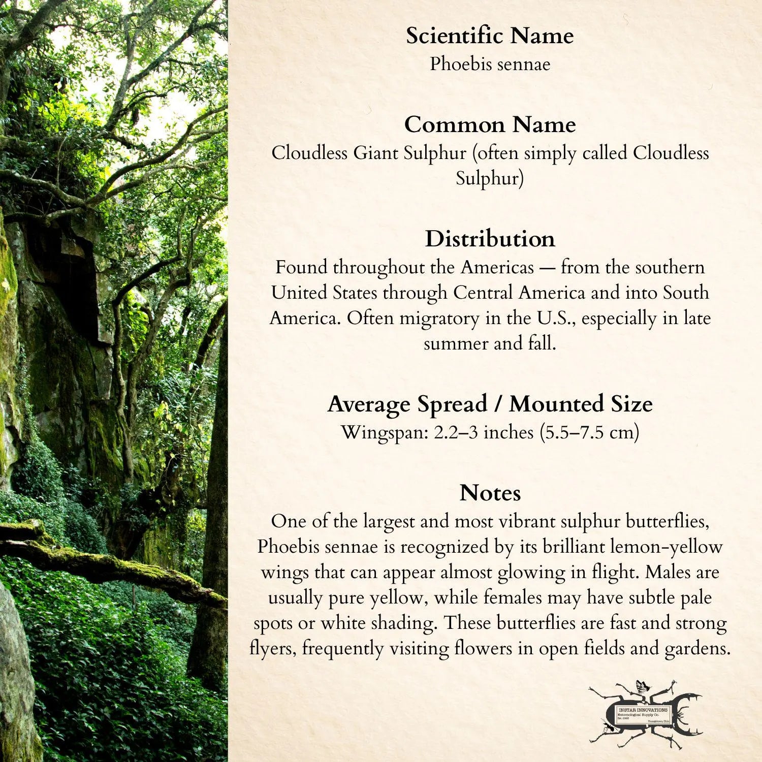 Framed Cloudless Giant Sulphur Butterfly Specimen (Phoebis sennae)