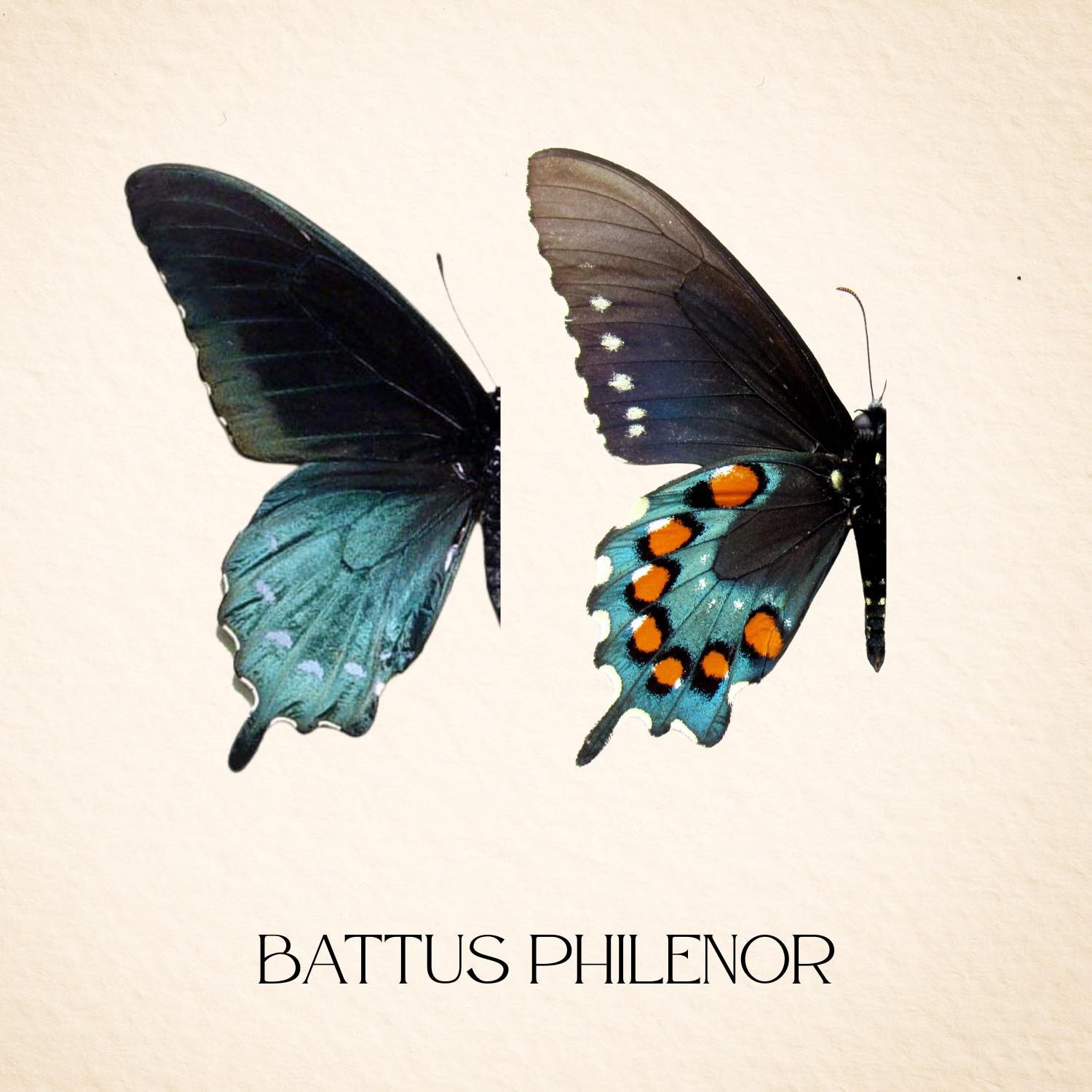 Framed Pipevine Swallowtail Butterfly Specimen – Verso (Battus philenor)