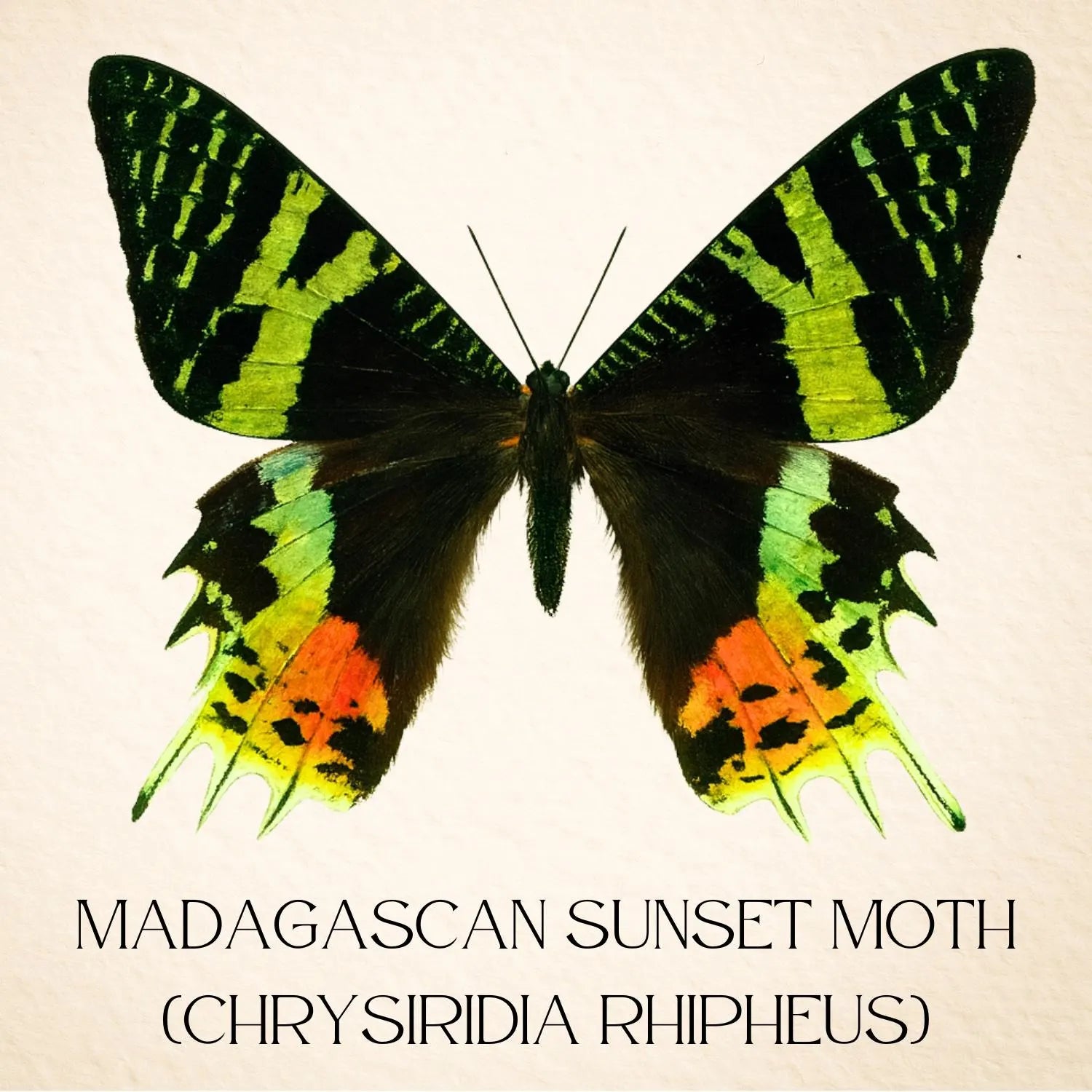 Chrysiridia rhipheus Moth Diorama – 6×6×6 Acrylic Display