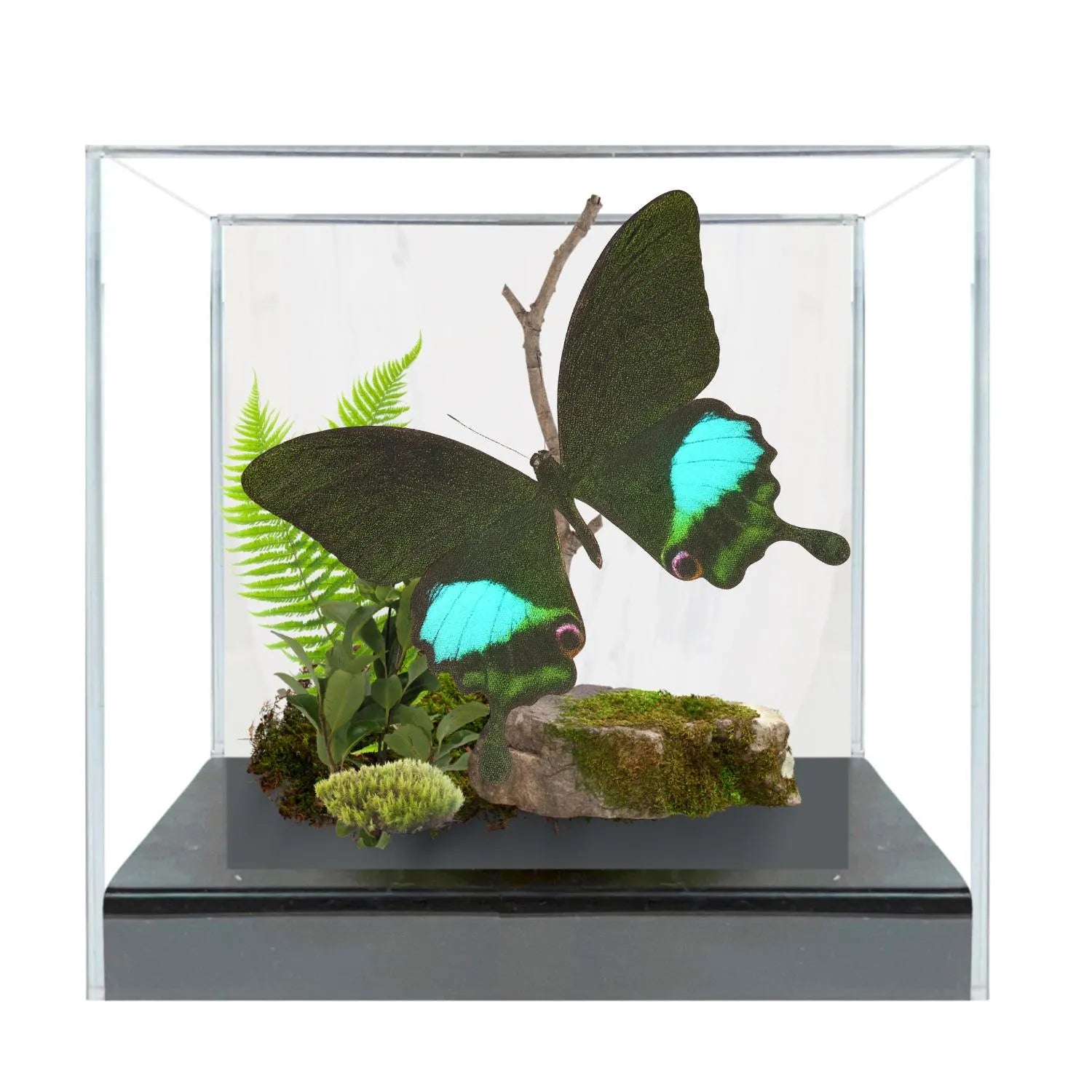 Papilio paris Paris Peacock Swallowtail Diorama – Natural History Display 6x8x6 Acrylic